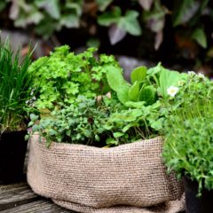 Trois sortes de plantes aromatiques à faire pousser dans son jardin