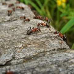 Comment débarrasser vos plantes des fourmis ?