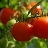 Planter des tomates dans son jardin